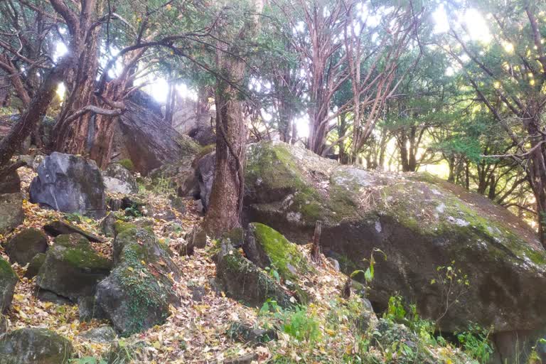 थुनेर जंगल को योग धाम के रूप में विकसित करने की मांग