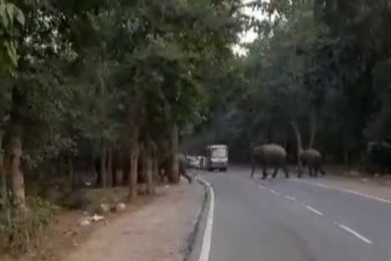 देहरादून-ऋषिकेश हाइवे पर आया हाथियों का झुंड: वाहनों की लगी लंबी कतारें