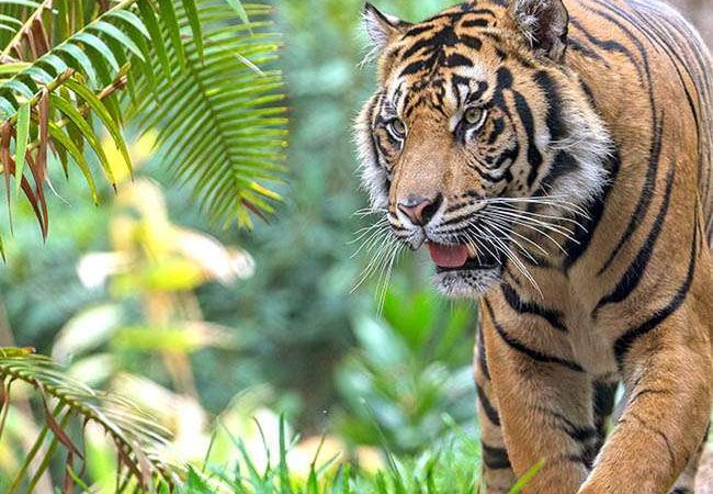 संदिग्ध परिस्थितियों में बाघ का शव मिलने से वन विभाग में हड़कंप